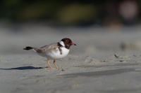 Kulik cernohlavy - Thinornis cucullatus - Hooded Plover o5145